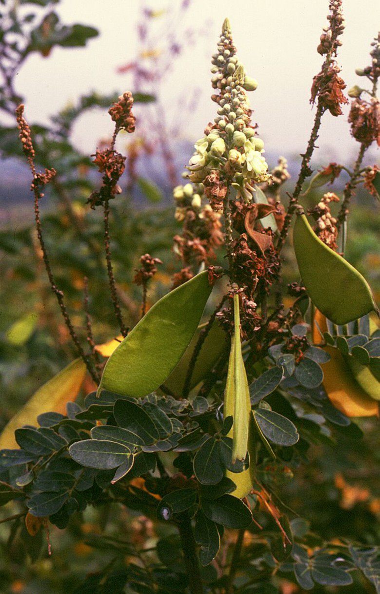 Cây Vang gai. Caesalpinia godefroyana Kuntze - Cây Thuốc Nam Quanh Ta